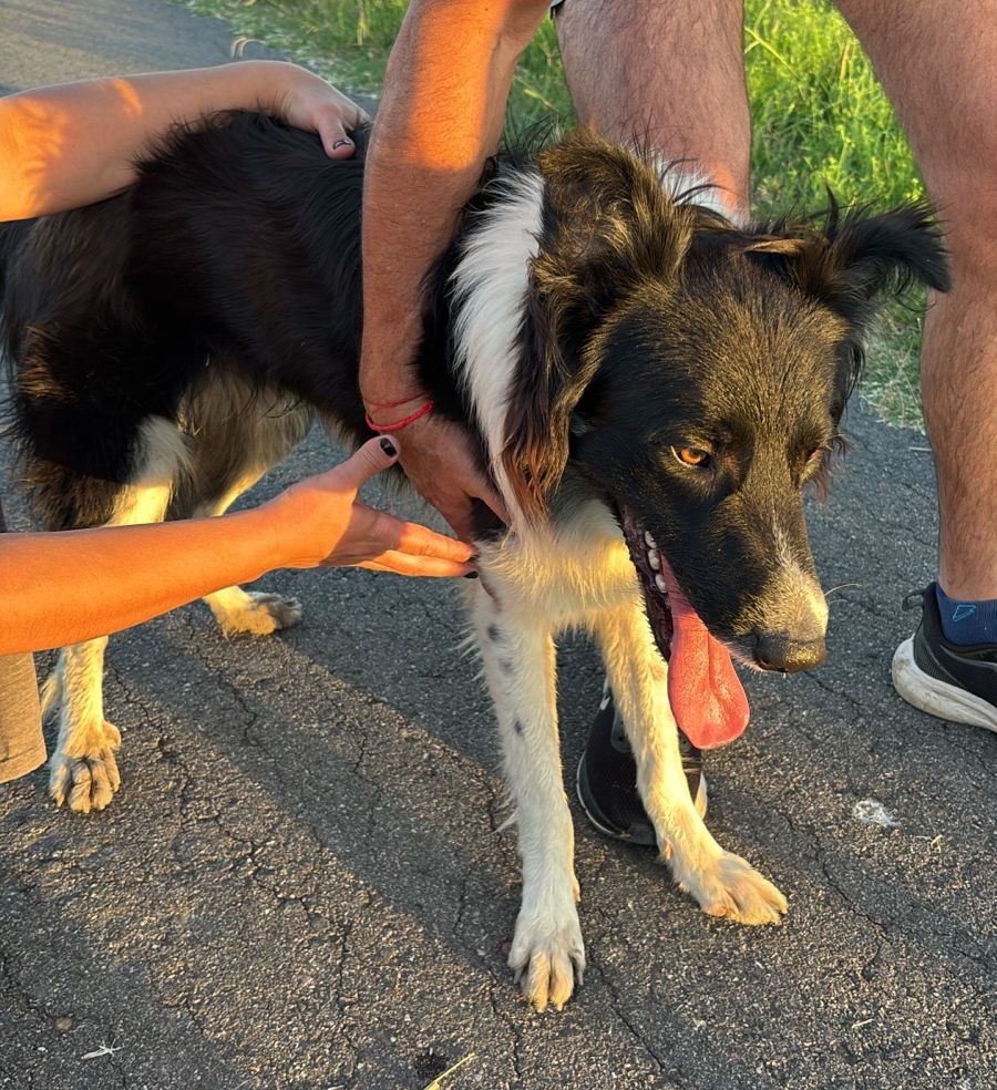 La travesía de Jack en Funes: el border collie que vagaba sin collar pero estaba buscando familia